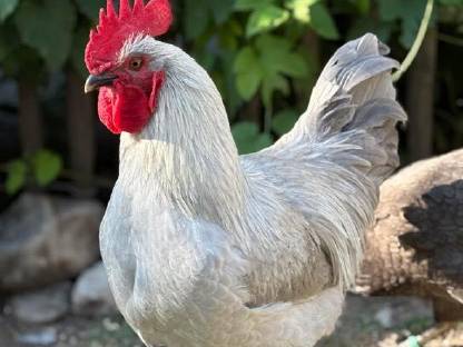 Marans Hahn Lavender/Perlgrau