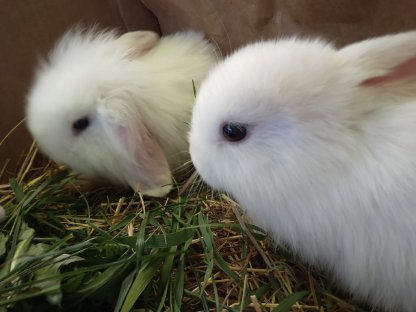 Bild 4:Kaninchen/Rassehasen abzugeben