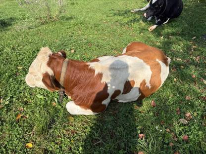 Bild 2:Verkaufe 100% Fleckvieh-Stier