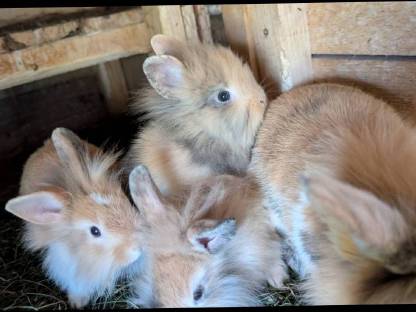 Bild 6:Löwenkopf Zwergkaninchen in allen Farben