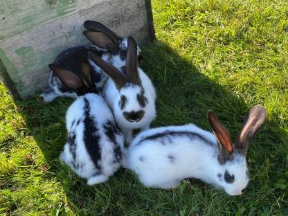 Bild 4:Reinrassige Riesenschecken