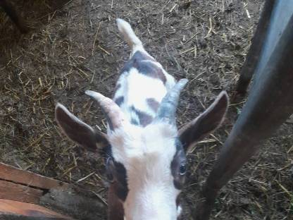 Bild 4:Tauernschecken Bock