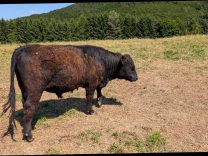 Bild 5:Galloway Kalbinnen und Stiere