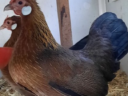 Bild 2:Zwerg-Hühner