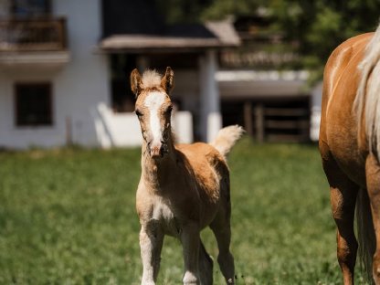 Haflinger Hengstfohlen „Avanti“