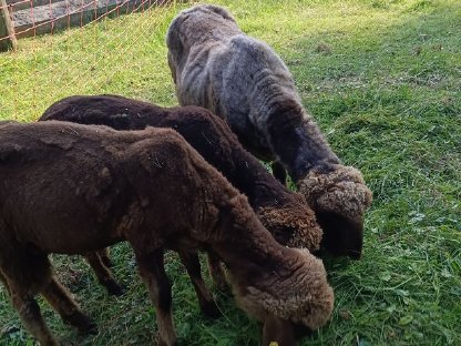 Bild 2:Bergschafwidder