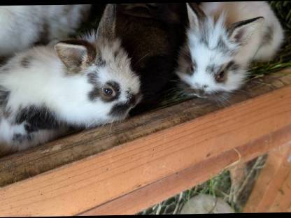 Bild 4:Zwergkaninchen in allen Farben zu verkaufen