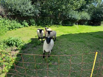 Shropshire-Schafe
