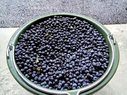 Wald-Heidelbeeren wild