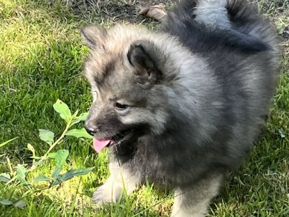 Bild 7:Wolfs-/Großspitz Welpen