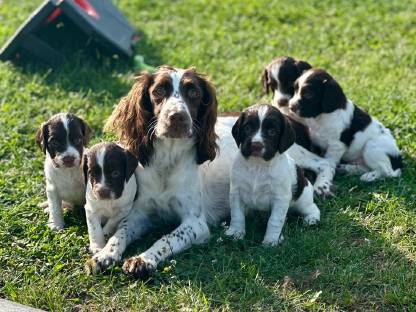 English Springer Spaniel Welpen