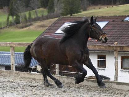 Bild 5:Sportliche Norikerstute - Benita