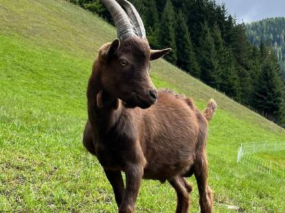Bild 4:Aosta Ziegenbock