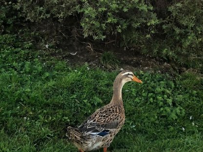 Bild 2:Rouen Clair-Enten