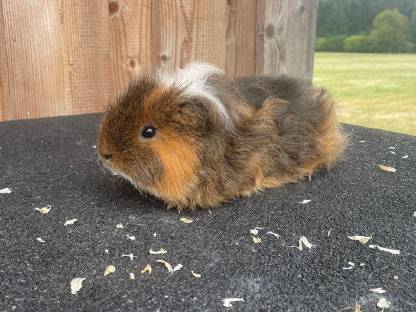 Meerschweinchen