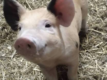 Bild 9:Duroc Ferkel, Iberico, Schwäbisch-Hällisch, Berkshire