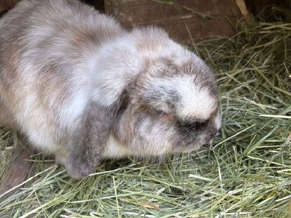 Bild 3:2 Zwergkaninchen zu verschenken