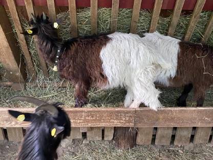 Bild 6:Walliser Kitz weiblich und männlich