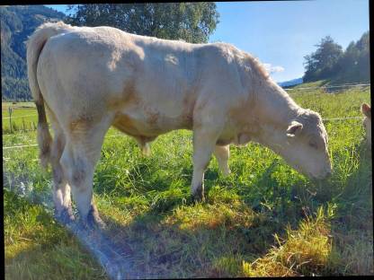 Bild 2:Hornlosen CHAROLAISJUNGSTIER!