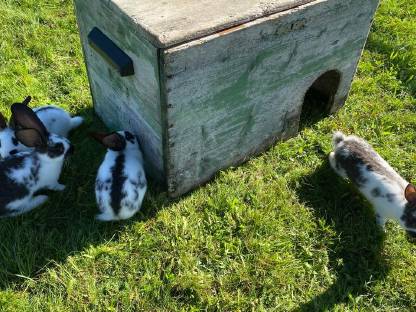 Bild 3:Reinrassige Riesenschecken