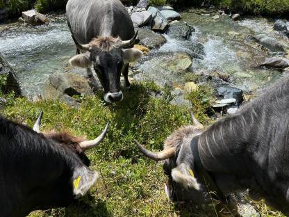 Bild 2:Tiroler Grauvieh