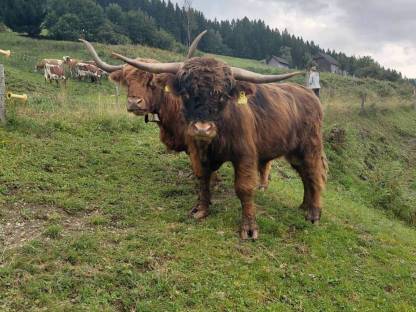 Bild 2:Mini-Hochlandstier oder tauschen