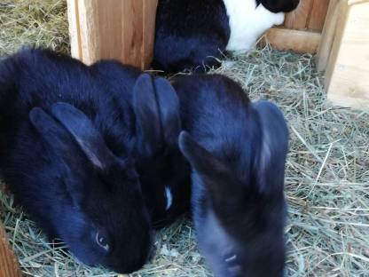 Bild 2:Zwergkaninchen