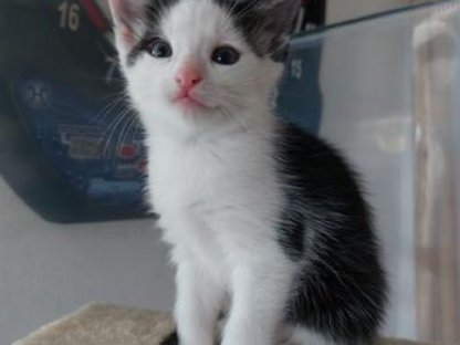 Bild 6:Verschmuste Katzenbabys suchen ihr Zuhause