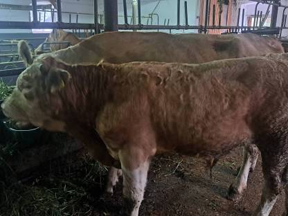 Mutterkuh Stier