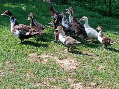 Bild 2:Junge Puten, Enten, Hasen