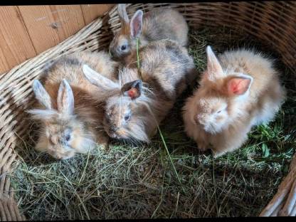 Bild 7:Zwergkaninchen zu verkaufen