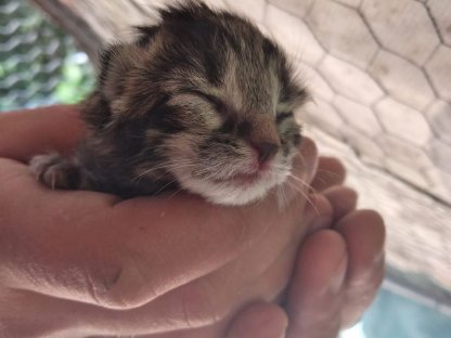 Bild 2:Katzenbabys bald zu vergeben