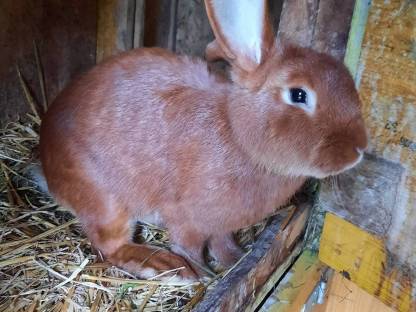 Bild 5:Rote Neuseeländer Fleischrasse