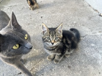 Katzenbabys
