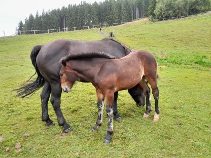 Bild 2:Noriker Stutfohlen