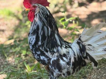 Bild 6:Exchequer-Leghorn Bruteier