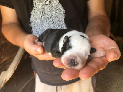 Border Collie Welpen