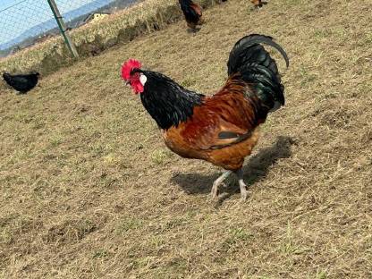 Bild 5:Vorwerk Bruteier