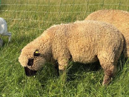 Bild 3:Shropshire Bock