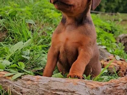 Bild 4:Zwergpinscher Welpen