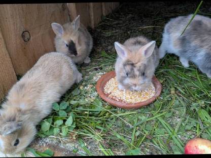 Bild 8:Löwenkopf-Zwergkaninchen zu vergeben