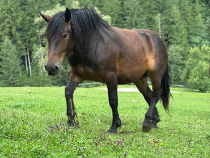 Norikerstute Lina