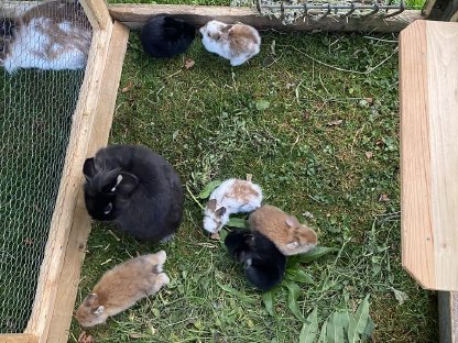 Bild 9:Zwergkaninchen