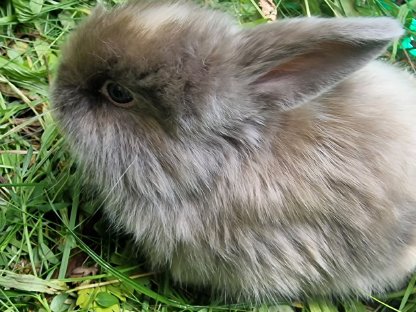 Bild 2:Süße kleine Minilop-NHD Widderhäschen