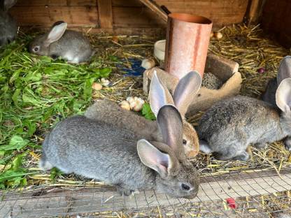 Bild 3:Riesen-Scheck-Mixe