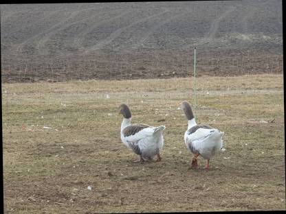 Bild 7:Warzenenten, Laufenten, gescheckte Pommerngänse