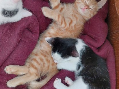 Verschmuste Katzenbabys suchen ihr Zuhause