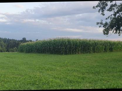 Bild 2:Ernte ab sofort ab Feld, Maisballen, Silomaisballen, Mais