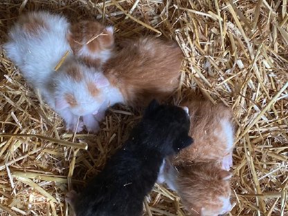Katzenbabys