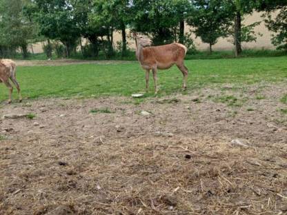 Bild 3:Rotwild, Hirsche, Wild